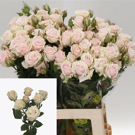 Купить Розы поштучно Кустовые розы, Кустовая роза Роял Порселина (Royal por...