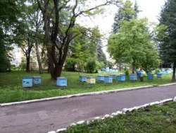 Помощь и услуги по пчеловодству