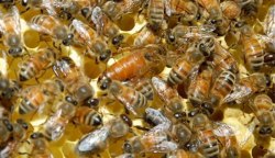 Пчелиные отводки (карника, бакфаст)