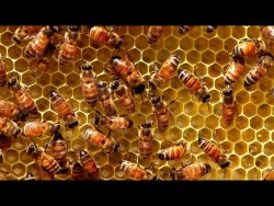 Пчелиная матка (матки) (бакфаст)