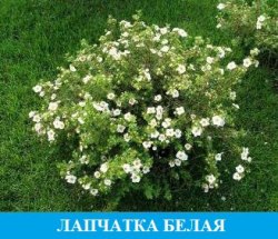 Лапчатка белая (корень) Лапчатка белая (корень)