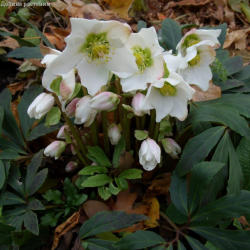 Морозник (корень) Морозник (корень)