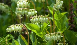 Боровая матка, Ортилия однобокая