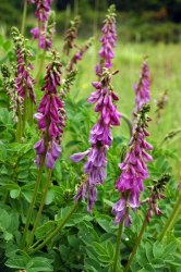 Копеечник забытый (красный корень)