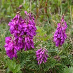 Копеечник забытый (красный корень)