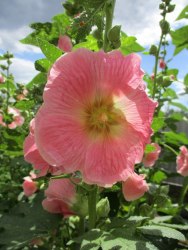 Мальва (сухоцвет)