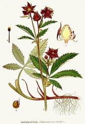 Сабельник болотный