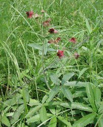 Сабельник болотный