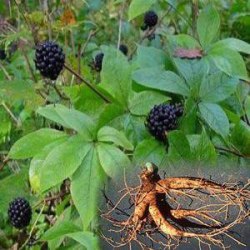 Элеутерококк (корень)