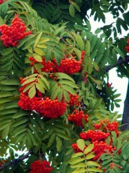 Рябина красная