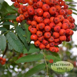 Рябина красная