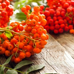 Рябина красная