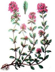 Чабрец, Тимьян ползучий, трава