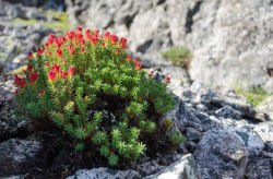Красная щетка. Родиола четыречленная корень