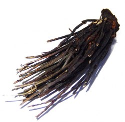 Красная щетка. Родиола четыречленная корень