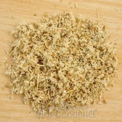 Эрва шерстистая. Пол-пола