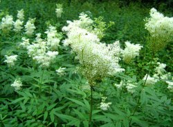 Таволга (Лабазник)