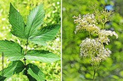 Таволга (Лабазник)