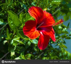 Гибискус (Каркадэ)