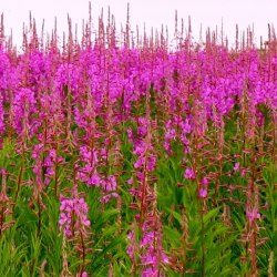 Кипрей ферментированный