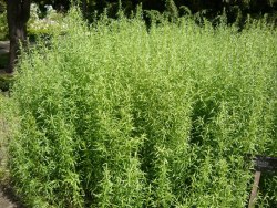 Полынь эстрагонная (Тархун)