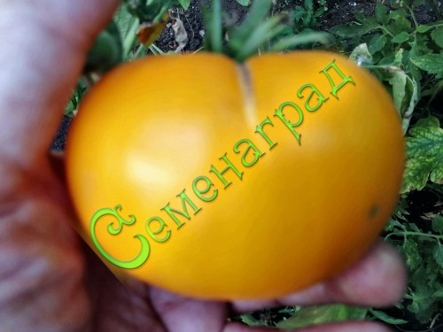 Семена томатов Лимонно-желтые (20 семян) Семенаград