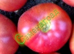 Семена томатов Микадо розовый (20 семян) Семенаград