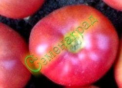 Семена томатов Микадо розовый (20 семян)