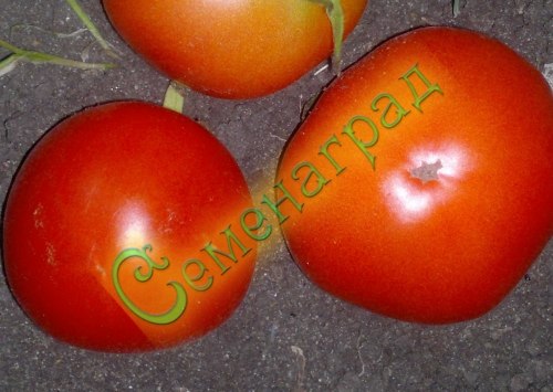 Семена томатов Монгольский карлик (20 семян) Семенаград
