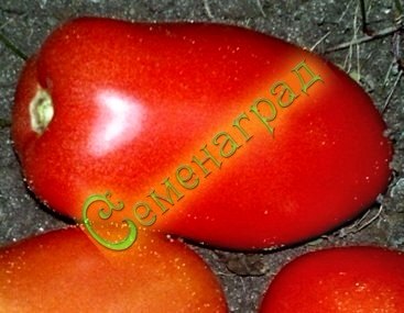 Семена томатов Настенька (20 семян) Семенаград