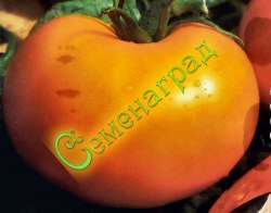 Семена почтой томат Оранжевая королева (20 семян)