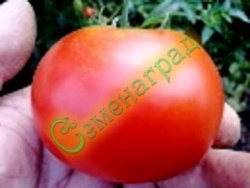 Семена томатов Ричай (20 семян)