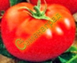 Семена томатов Сибирский скороспелый (20 семян)