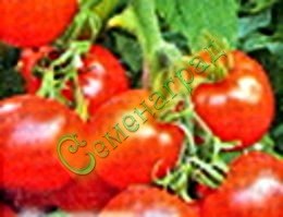 Семена томатов Супергонец (20 семян) Семенаград