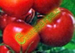 Семена томатов Утро (20 семян)