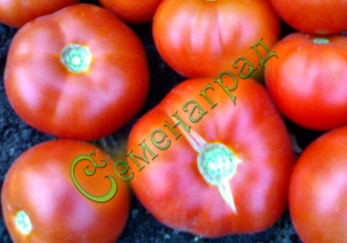 Семена томатов Хан (20 семян) Семенаград