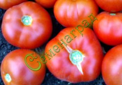 Семена томатов Хан (20 семян)