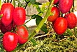 Семена томатов Лось (20 семян) Семенаград