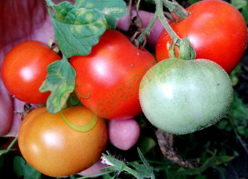 Семена томатов С-35 (20 семян) Семенаград