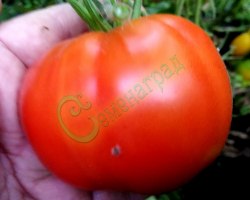 Семена томатов Степняк ( 20 семян) Семенаград