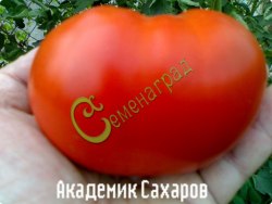 Семена томатов Академик Сахаров - 20 семян Семенаград