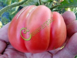 Семена томатов Аккордеон розовый - 20 семян Семенаград