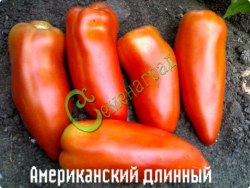 Семена почтой томат Американский длинный - 20 семян Семенаград