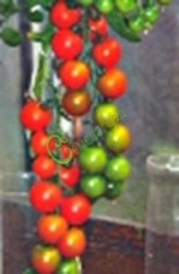 Семена томатов Американский сладкий красный - 20 семян Семенаград