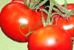 Семена томатов Американский широколистный - 20 семян Семенаград