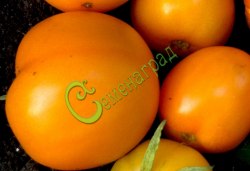 Семена томатов Аполлон оранжевый - 20 семян Семенаград