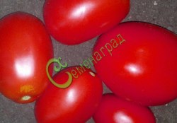 Семена томатов Аргентинская сливка розовая - 20 семян Семенаград