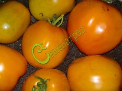 Семена томатов Астра ЖС - 20 семян Семенаград