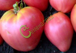 Семена томатов Башкирский красавец - 20 семян Семенаград