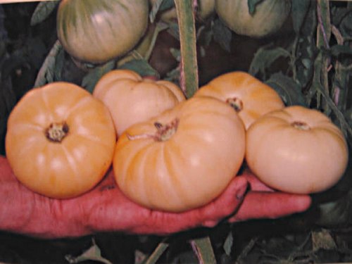 Семена томатов Белое чудо - 20 семян Семенаград